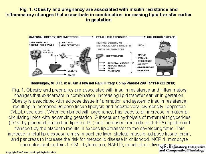 Fig. 1. Obesity and pregnancy are associated with insulin resistance and inflammatory changes that