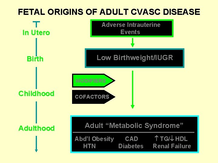 FETAL ORIGINS OF ADULT CVASC DISEASE In Utero Birth Adverse Intrauterine Events Low Birthweight/IUGR