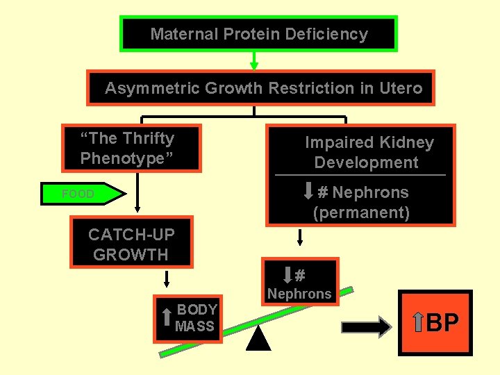 Maternal Protein Deficiency Asymmetric Growth Restriction in Utero “The Thrifty Phenotype” Impaired Kidney Development