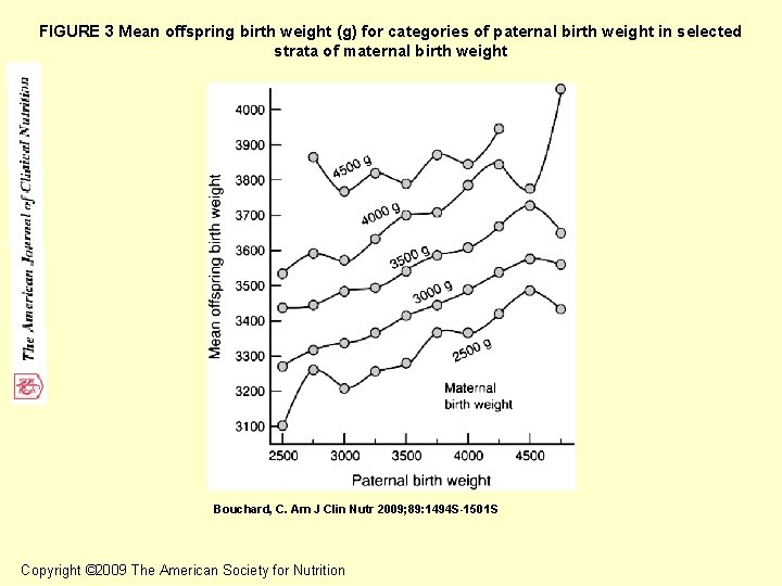 FIGURE 3 Mean offspring birth weight (g) for categories of paternal birth weight in