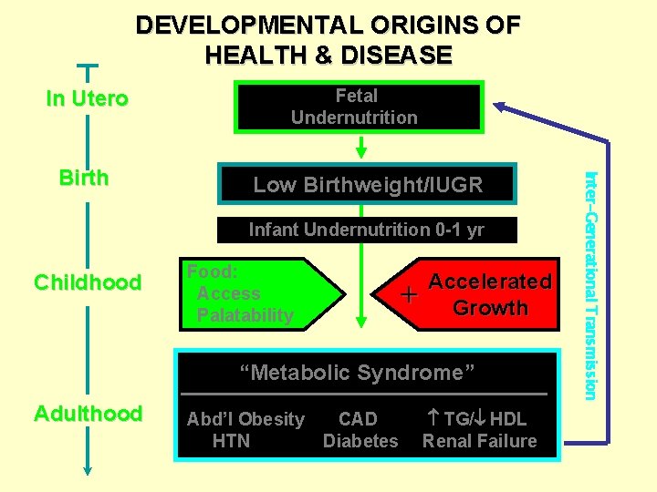 DEVELOPMENTAL ORIGINS OF HEALTH & DISEASE In Utero Low Birthweight/IUGR Infant Undernutrition 0 -1