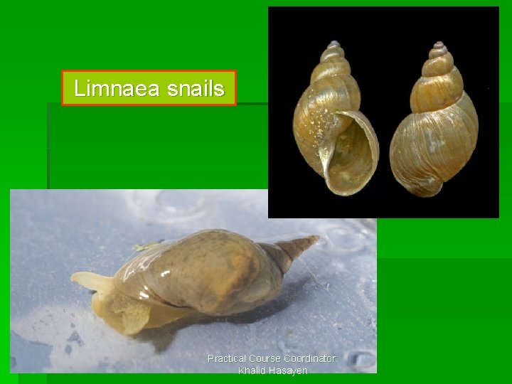 Limnaea snails Practical Course Coordinator: Khalid Hasayen 