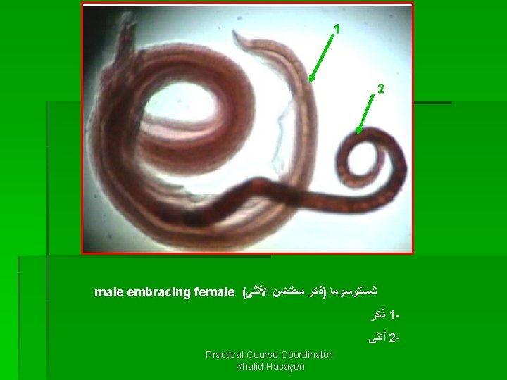 1 2 male embracing female ( ﺷﺴﺘﻮﺳﻮﻣﺎ )ﺫﻛﺮ ﻣﺤﺘﻀﻦ ﺍﻷﻨﺜﻰ ﺫﻛﺮ 1 ﺃﻨﺜﻰ 2