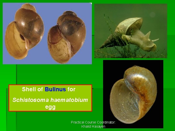 Shell of Bulinus for Schistosoma haematobium egg Practical Course Coordinator: Khalid Hasayen 