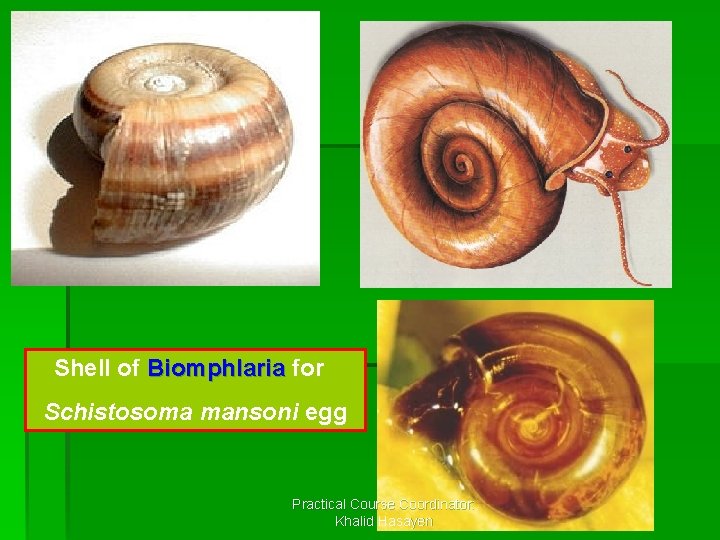 Shell of Biomphlaria for Schistosoma mansoni egg Practical Course Coordinator: Khalid Hasayen 