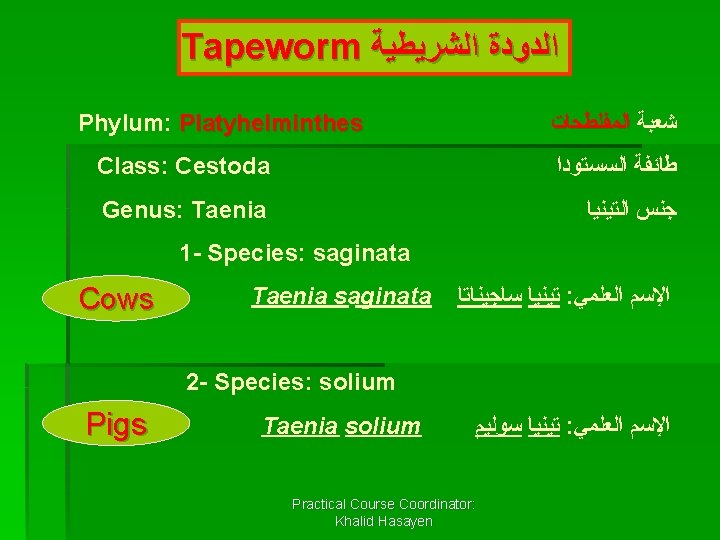 Tapeworm ﺍﻟﺪﻭﺩﺓ ﺍﻟﺸﺮﻳﻄﻴﺔ Phylum: Platyhelminthes ﺷﻌﺒﺔ ﺍﻟﻤﻔﻠﻄﺤﺎﺕ Class: Cestoda ﻃﺎﺋﻔﺔ ﺍﻟﺴﺴﺘﻮﺩﺍ Genus: Taenia ﺟﻨﺲ