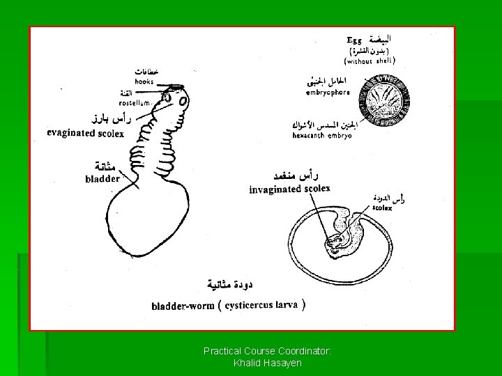 Practical Course Coordinator: Khalid Hasayen 