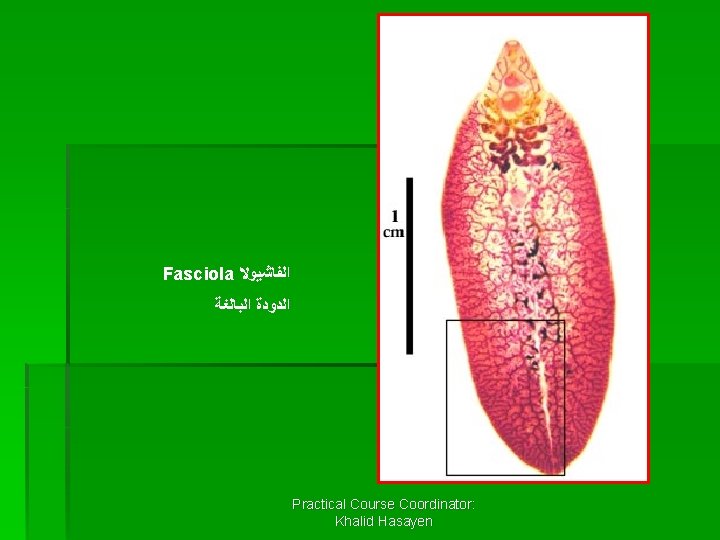 Fasciola ﺍﻟﻔﺎﺷﻴﻮﻻ ﺍﻟﺪﻭﺩﺓ ﺍﻟﺒﺎﻟﻐﺔ Practical Course Coordinator: Khalid Hasayen 