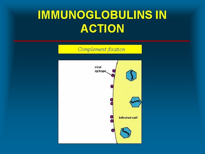 IMMUNOGLOBULINS IN ACTION *Complement fixation 