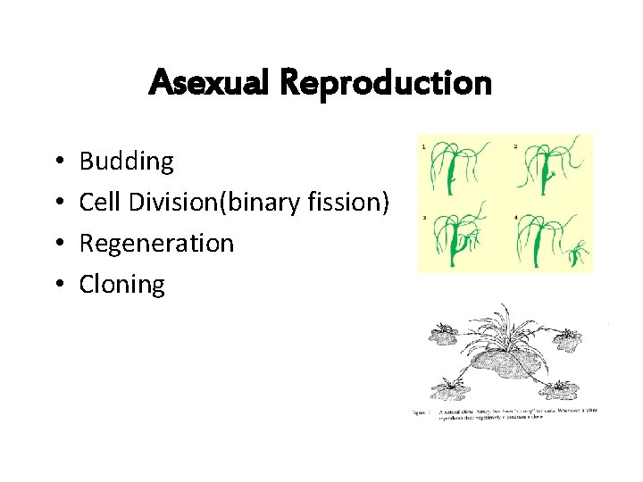 Asexual Reproduction • • Budding Cell Division(binary fission) Regeneration Cloning 