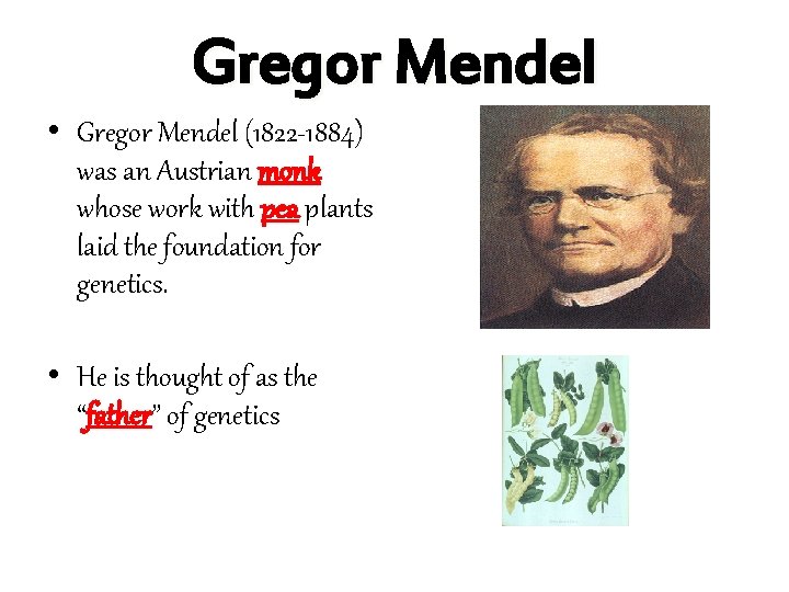 Gregor Mendel • Gregor Mendel (1822 -1884) was an Austrian monk whose work with