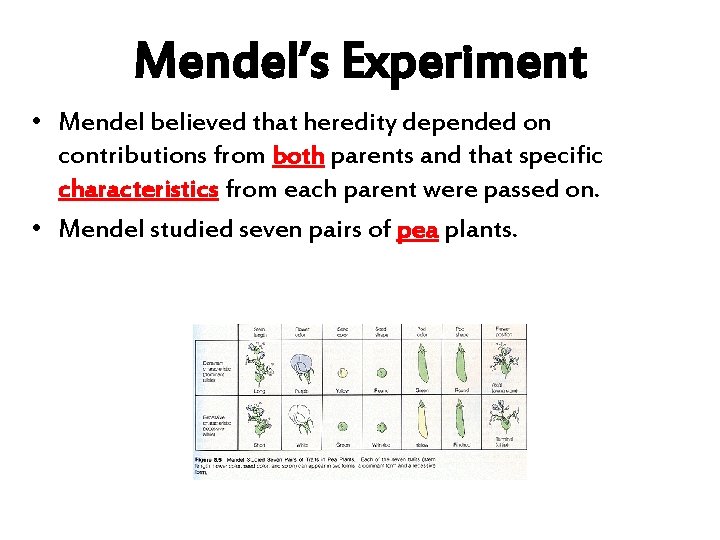 Mendel’s Experiment • Mendel believed that heredity depended on contributions from both parents and