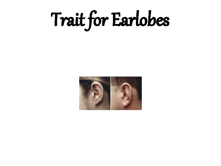Trait for Earlobes 