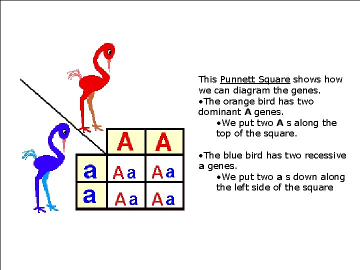 This Punnett Square shows how we can diagram the genes. • The orange bird