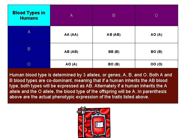 Blood Types in Humans A B O AA (AA) AB (AB) AO (A) AB