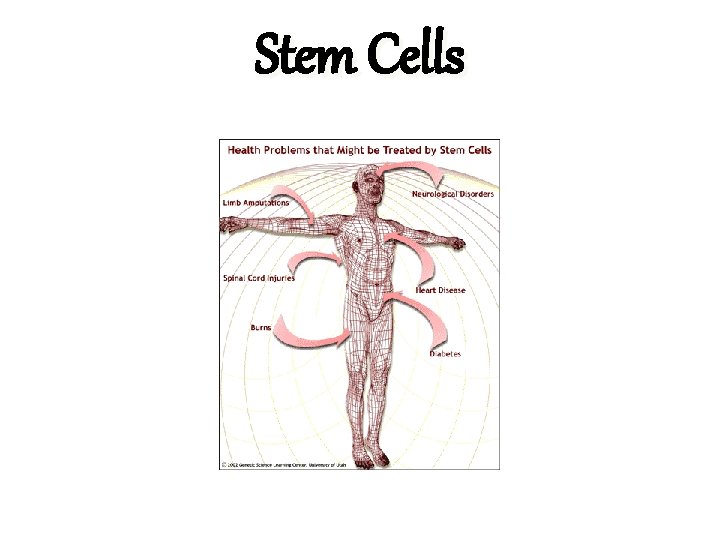 Stem Cells 