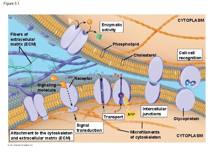 Figure 5. 1 CYTOPLASM Enzymatic activity Fibers of extracellular matrix (ECM) Phospholipid Cholesterol Cell-cell