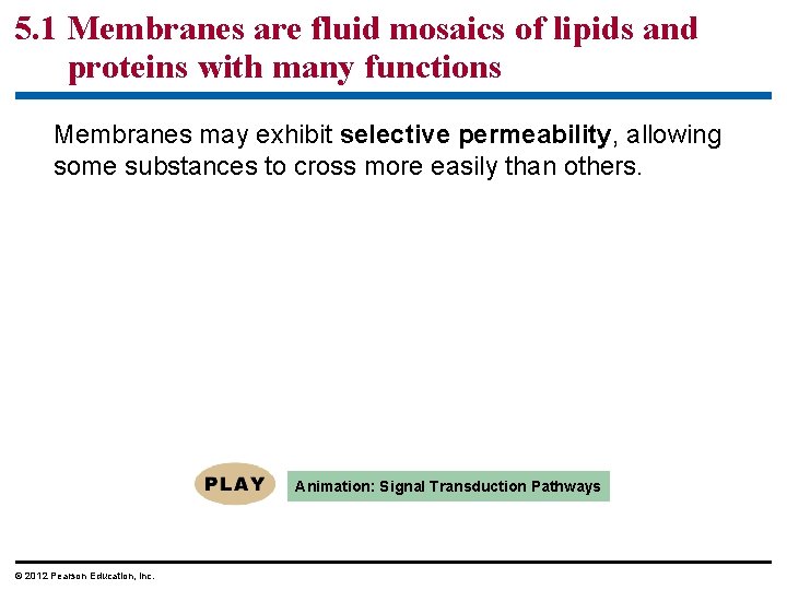 5. 1 Membranes are fluid mosaics of lipids and proteins with many functions Membranes