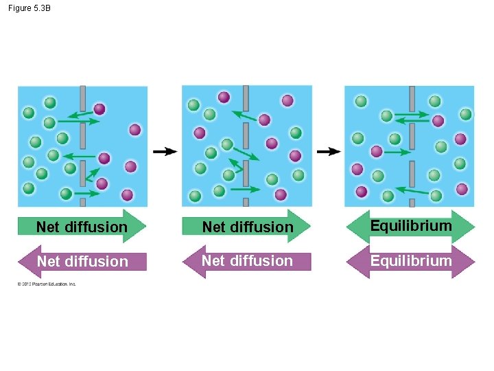 Figure 5. 3 B Net diffusion Equilibrium 