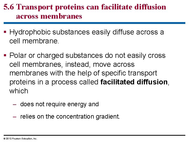 5. 6 Transport proteins can facilitate diffusion across membranes § Hydrophobic substances easily diffuse