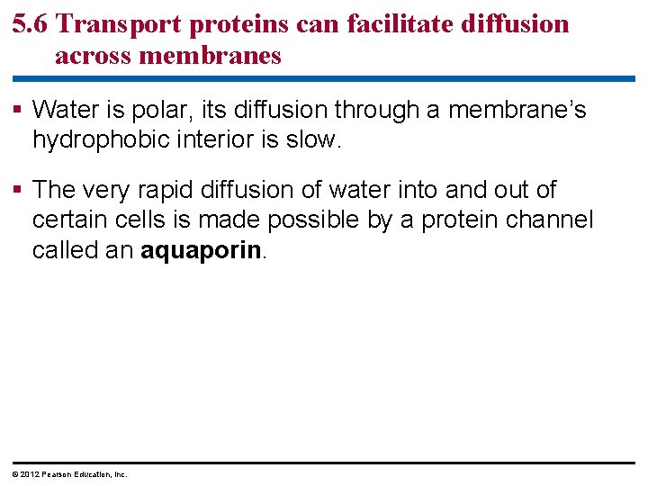 5. 6 Transport proteins can facilitate diffusion across membranes § Water is polar, its