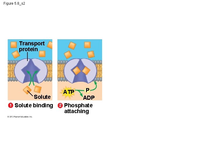 Figure 5. 8_s 2 Transport protein Solute 1 Solute binding P ADP Phosphate attaching