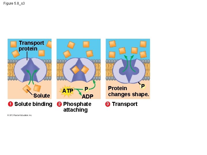 Figure 5. 8_s 3 Transport protein Solute 1 Solute binding 2 P ATP ADP