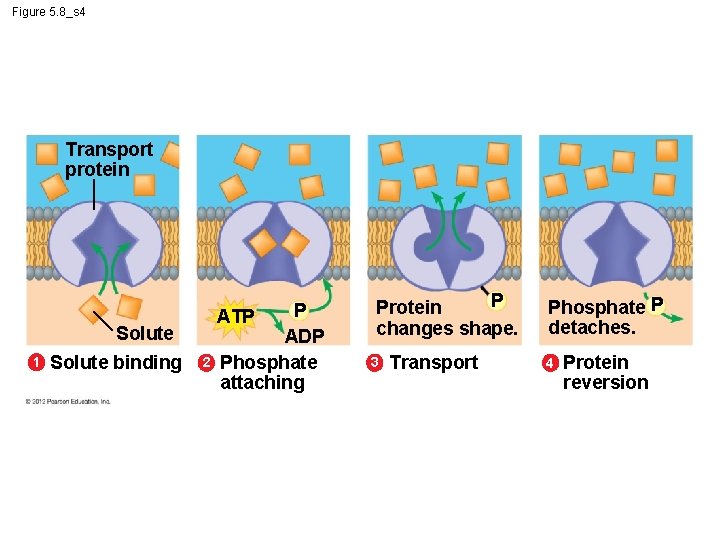 Figure 5. 8_s 4 Transport protein Solute 1 Solute binding 2 P ATP ADP