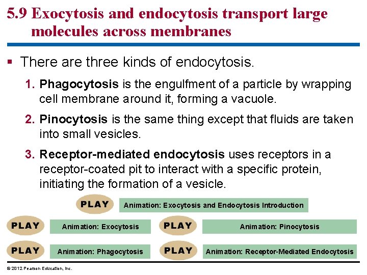 5. 9 Exocytosis and endocytosis transport large molecules across membranes § There are three