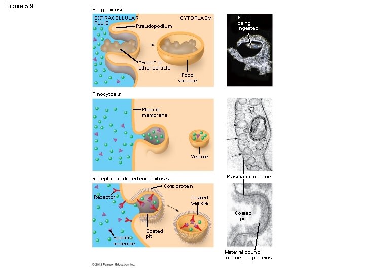 Figure 5. 9 Phagocytosis EXTRACELLULAR FLUID Pseudopodium CYTOPLASM Food being ingested “Food” or other