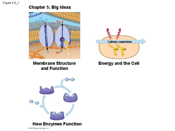 Figure 5. 0_1 Chapter 5: Big Ideas Cellular respiration Membrane Structure and Function How