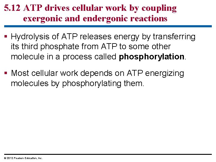 5. 12 ATP drives cellular work by coupling exergonic and endergonic reactions § Hydrolysis