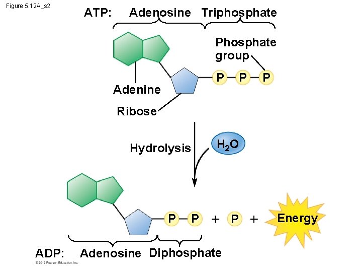 Figure 5. 12 A_s 2 ATP: Adenosine Triphosphate Phosphate group P P Adenine P