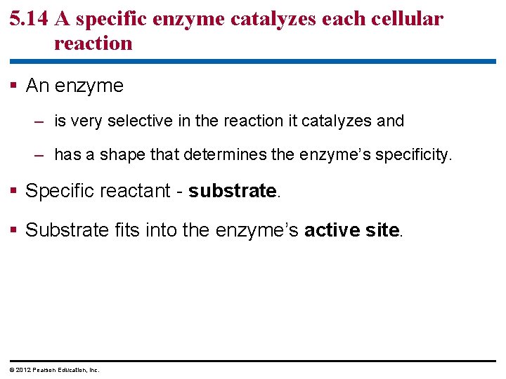 5. 14 A specific enzyme catalyzes each cellular reaction § An enzyme – is