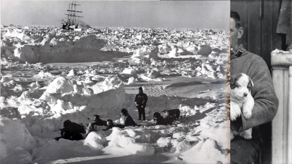 The dogs had been brought from England on the Endurance, some pups were born