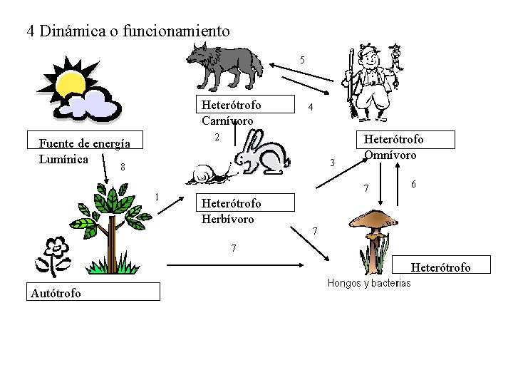 4 Dinámica o funcionamiento 5 Heterótrofo Carnívoro 4 2 Fuente de energía Lumínica 3