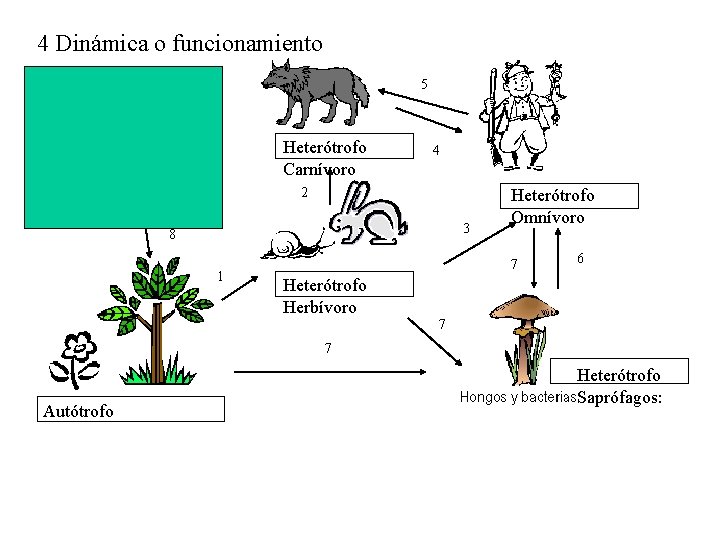 4 Dinámica o funcionamiento 5 Heterótrofo Carnívoro 4 2 Fuente de energía Lumínica 3