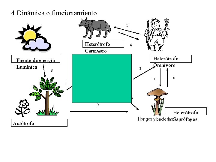 4 Dinámica o funcionamiento 5 Heterótrofo Carnívoro 4 2 Fuente de energía Lumínica 3