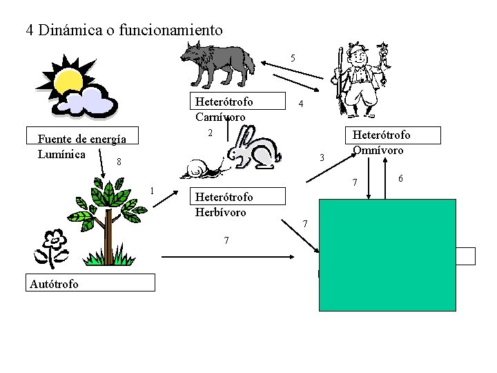 4 Dinámica o funcionamiento 5 Heterótrofo Carnívoro 4 2 Fuente de energía Lumínica 3