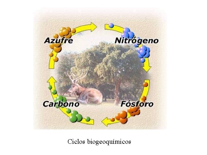 Ciclos biogeoquímicos 