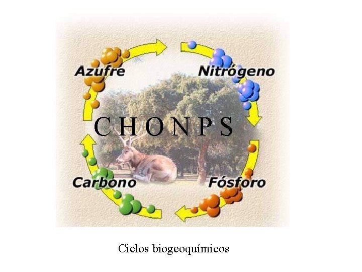 CHONPS Ciclos biogeoquímicos 