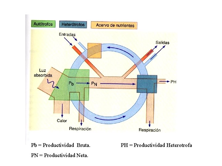 Pb = Productividad Bruta. PN = Productividad Neta. PH = Productividad Heterotrofa 