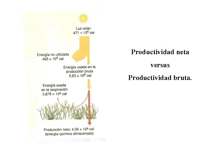 Productividad neta versus Productividad bruta. 