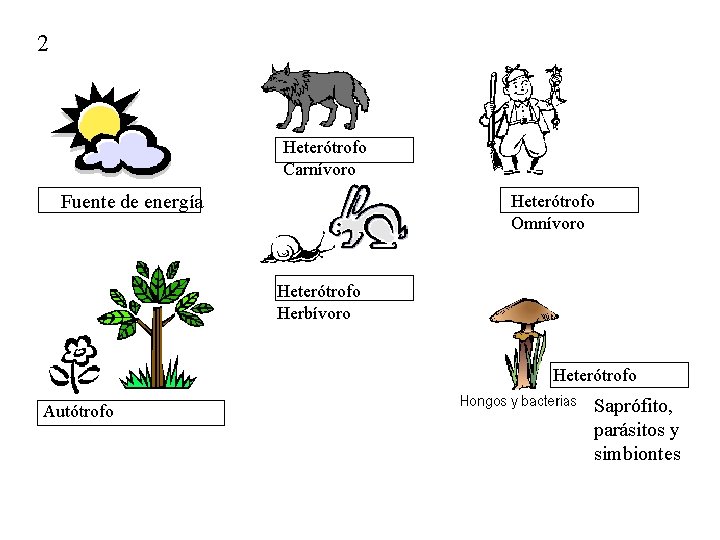 2 Heterótrofo Carnívoro Fuente de energía Heterótrofo Omnívoro Heterótrofo Herbívoro Heterótrofo Autótrofo Saprófito, parásitos