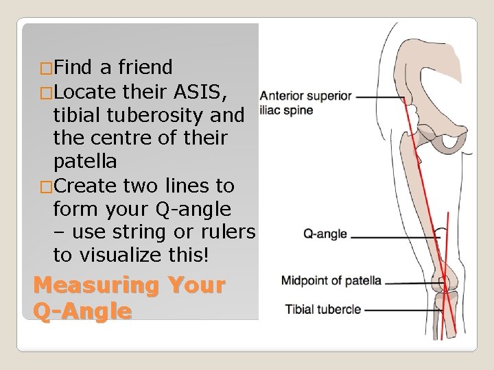 �Find a friend �Locate their ASIS, tibial tuberosity and the centre of their patella