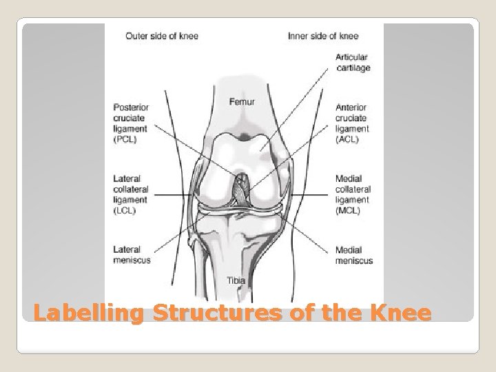 Labelling Structures of the Knee 