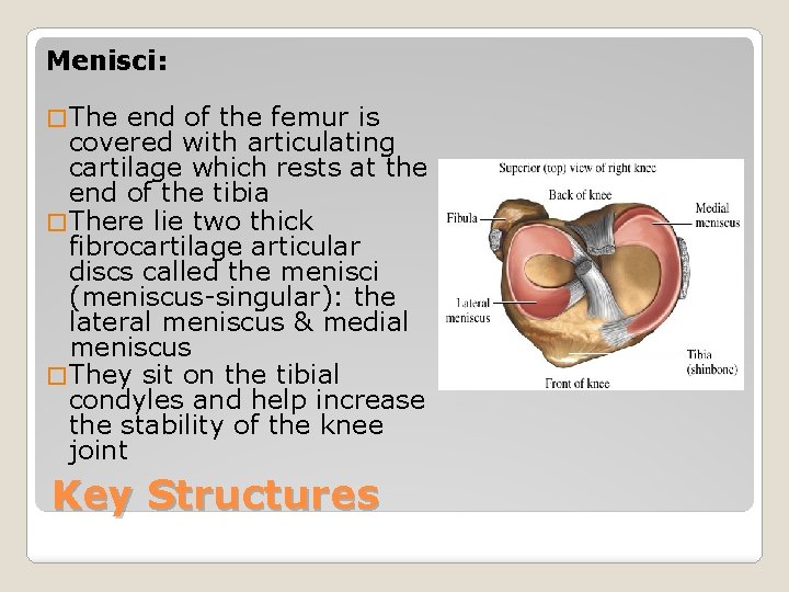 Menisci: � The end of the femur is covered with articulating cartilage which rests