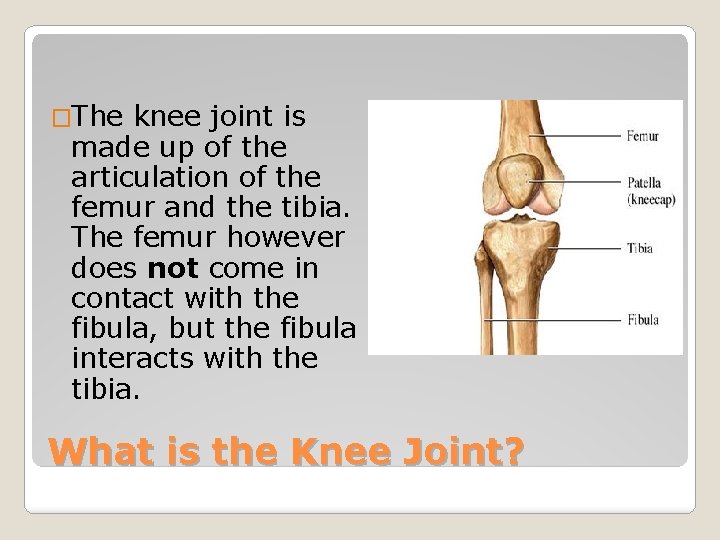 �The knee joint is made up of the articulation of the femur and the