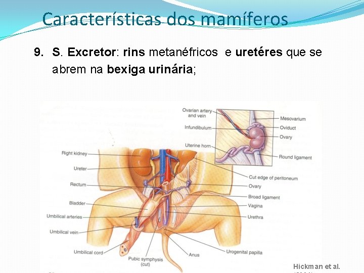 Características dos mamíferos 9. S. Excretor: rins metanéfricos e uretéres que se abrem na