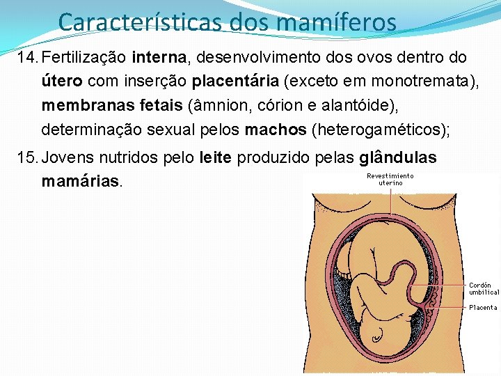 Características dos mamíferos 14. Fertilização interna, desenvolvimento dos ovos dentro do útero com inserção